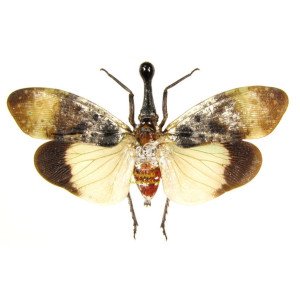 PYROPS CLAVATA PYROPS CLAVATA